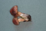 Cortinarius velenovskyi image