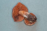 Cortinarius velenovskyi image