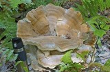 Bondarzewia berkeleyi image