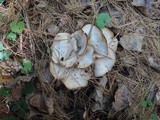 Clitocybe subconnexa image