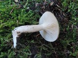 Hygrophorus agathosmus image