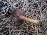 Chroogomphus vinicolor image