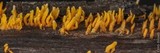 Calocera cornea image