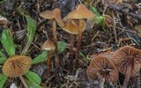 Psilocybe pelliculosa image
