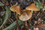 Psilocybe pelliculosa image