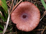 Lactarius atrobadius image