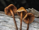 Psilocybe pelliculosa image