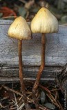 Psilocybe pelliculosa image