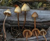 Psilocybe pelliculosa image