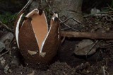 Chorioactis geaster image