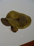 Lactarius blennius image