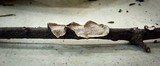 Datronia stereoides image
