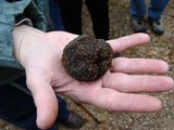 Tuber uncinatum image