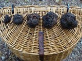 Tuber uncinatum image