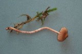 Cortinarius laetus image