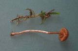 Cortinarius laetus image