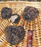 Tuber uncinatum image