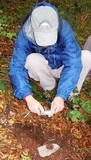 Tuber uncinatum image