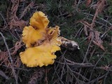 Cantharellus formosus image