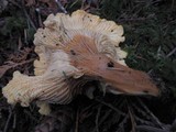 Cantharellus formosus image