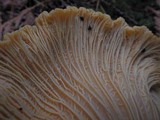 Cantharellus formosus image