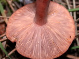 Lactarius atrobadius image