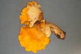 Cantharellus formosus image
