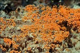 Nectria peziza image