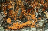 Nectria peziza image