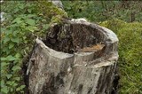 Nectria peziza image