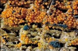 Nectria peziza image