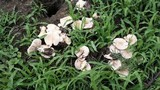 Termitomyces clypeatus image