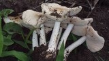 Termitomyces clypeatus image