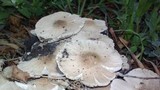 Termitomyces clypeatus image