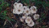 Termitomyces clypeatus image