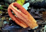 Clathrus columnatus image