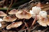 Mycena inclinata image