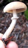 Psathyrella longistriata image