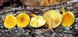 Gymnopilus lepidotus image