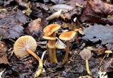 Hygrocybe laeta var. laeta image