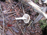 Psathyrella longistriata image