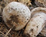 Hygrophorus sordidus image