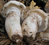 Hygrophorus sordidus image