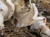 Hygrophorus sordidus image
