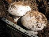 Hygrophorus sordidus image
