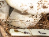 Hygrophorus sordidus image