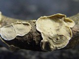 Aleurodiscus oakesii image