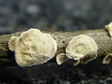 Aleurodiscus oakesii image
