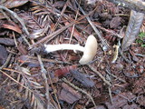 Psathyrella longistriata image