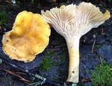 Cantharellus formosus image